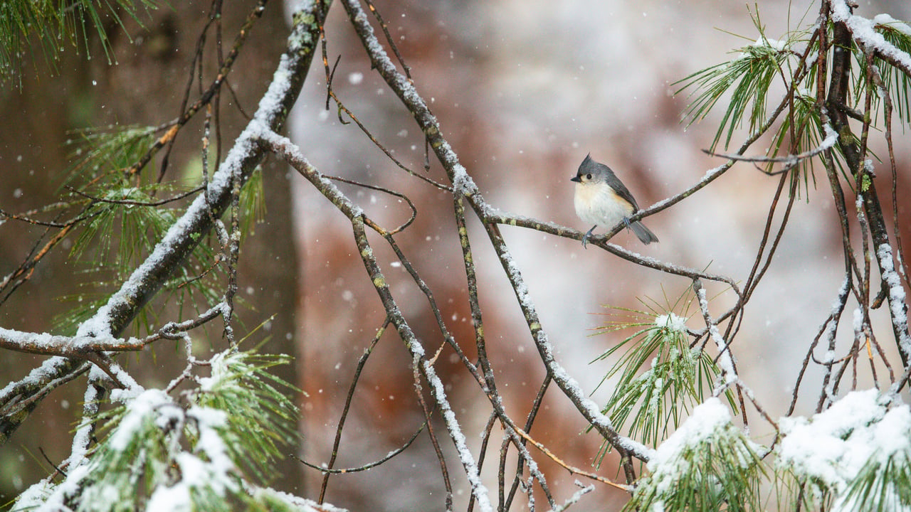 Mésange bicolore perchée sur des branches de pin, Massachusetts, États-Unis (© Tim Laman/NPL/Minden Pictures)