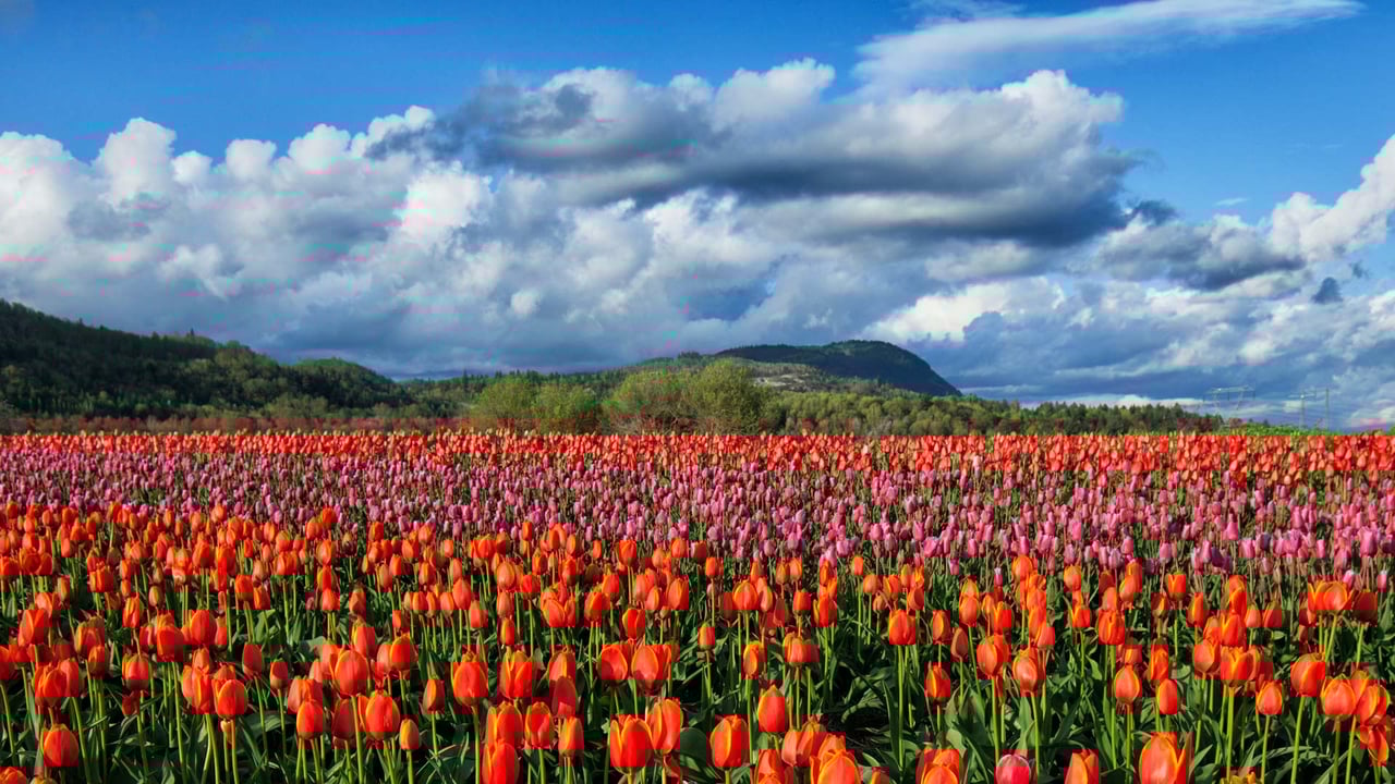 Colourful tulip fields in Fraser Valley, Abbotsford, BC, Canada (© LeonU/Getty Images)