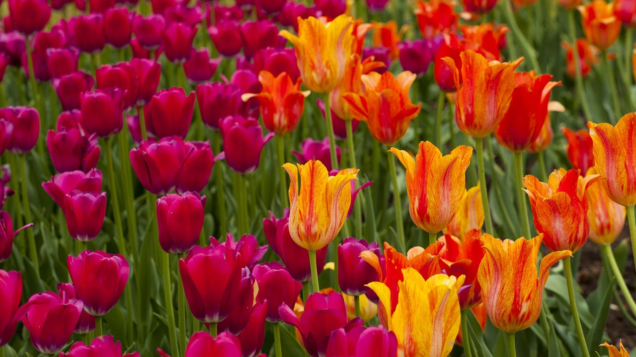Ottawa Tulip Festival (© imageBROKER/Shutterstock)