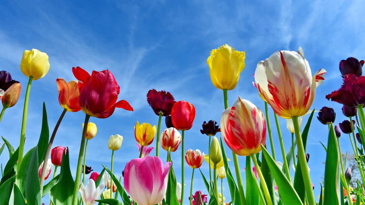 Tulip field in Miesbach, Bavaria, Germany (© Rüdiger Hess/geo-select FotoArt)