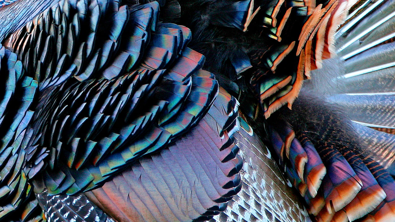 Male wild turkey plumage, Aransas Natural Wildlife Refuge, Texas (© George McCarthy/Minden Pictures)