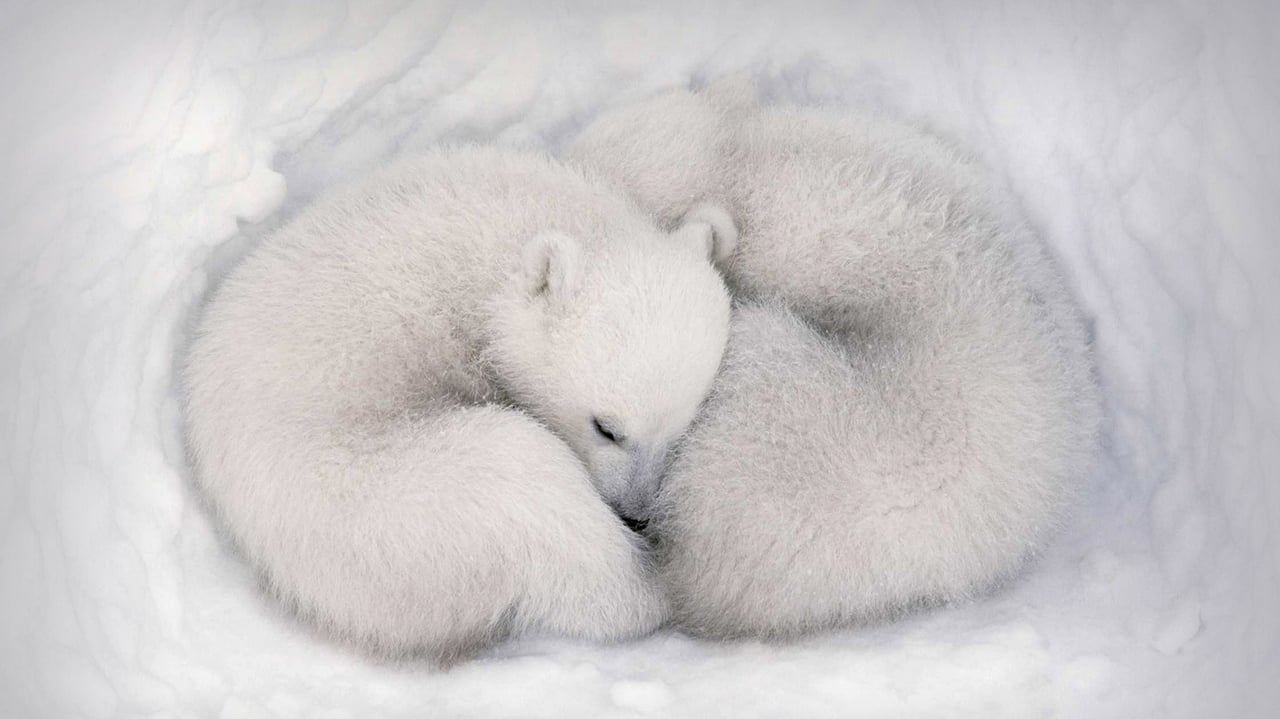 Twin polar bear cubs asleep in a snow den in Wapusk National Park, Manitoba, Canada (© AF archive/Alamy)