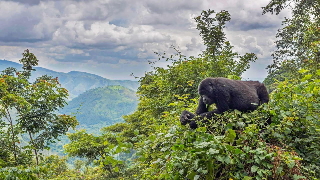 A mountain gorilla eating in a tree in the Bwindi Impenetrable National Park, Uganda (© Robert Haasmann/Minden Pictures)
