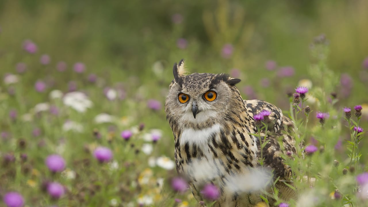 Eurasian Eagle-Owl (Bubo bubo) in wildflower meadow, Rhineland-Palatinate, Germany (© Rosl Roessner/Minden Pictures)