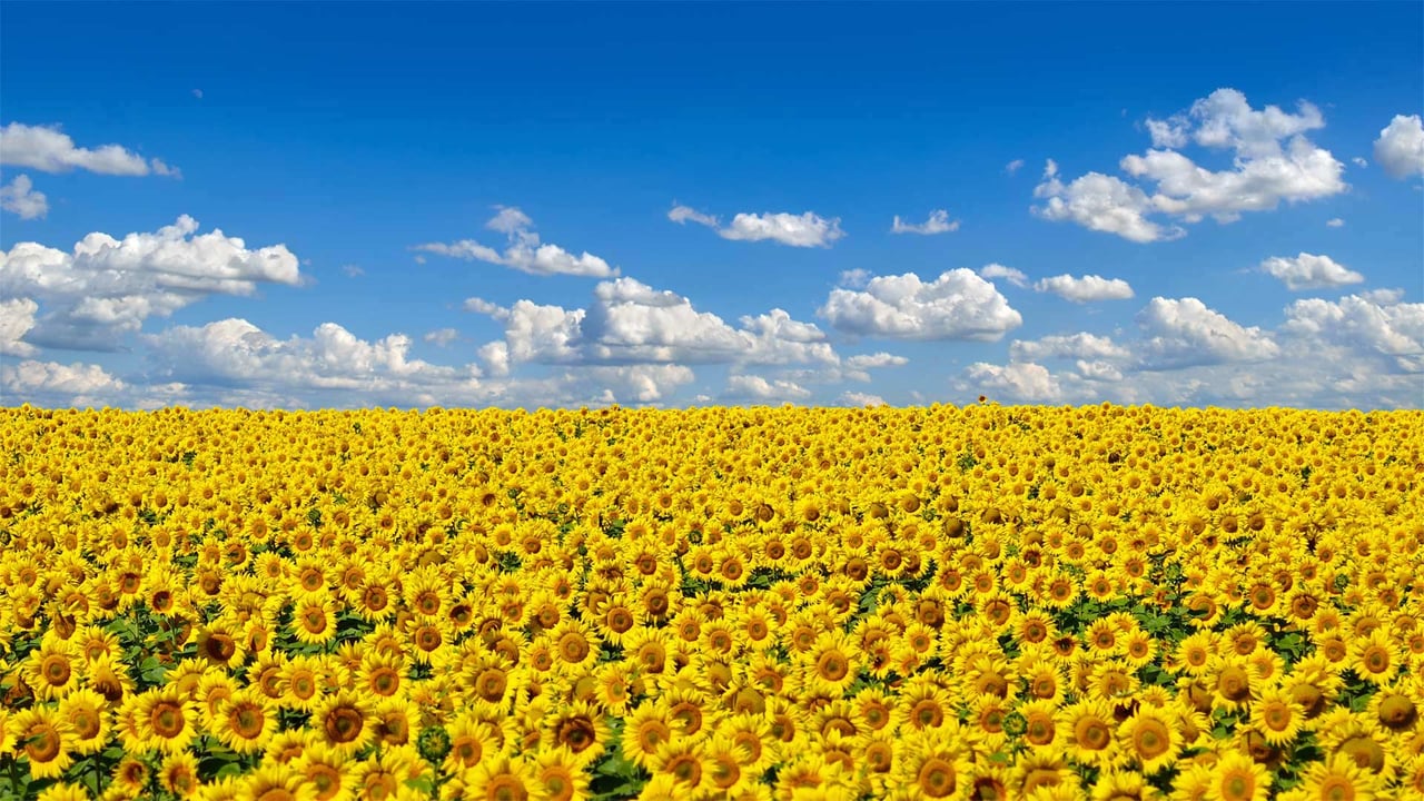 Field of sunflowers, Ukraine's national flower (© Oleksandrum/Shutterstock)