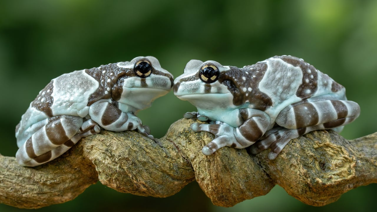 Casal de rãs-leitosas-da-amazônia, ou pererecas-de-leite (© Lauren Suryanata/Shutterstock)
