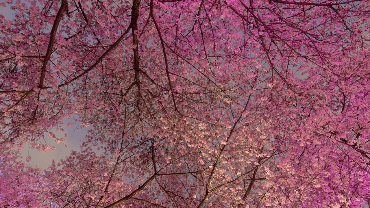 Cherry Blossom trees in Vancouver (© Bun Lee/Getty Images)