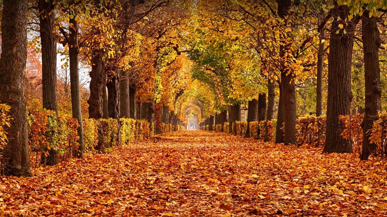 Autumn foliage in Schönbrunn Palace Park, Vienna, Austria (© rusm/Getty Images)