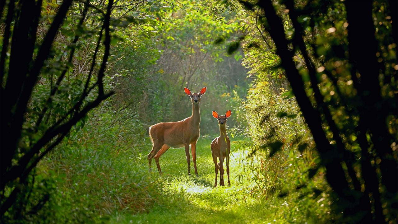 White-tailed doe and fawn in Wisconsin (© Karel Bock/Shutterstock)