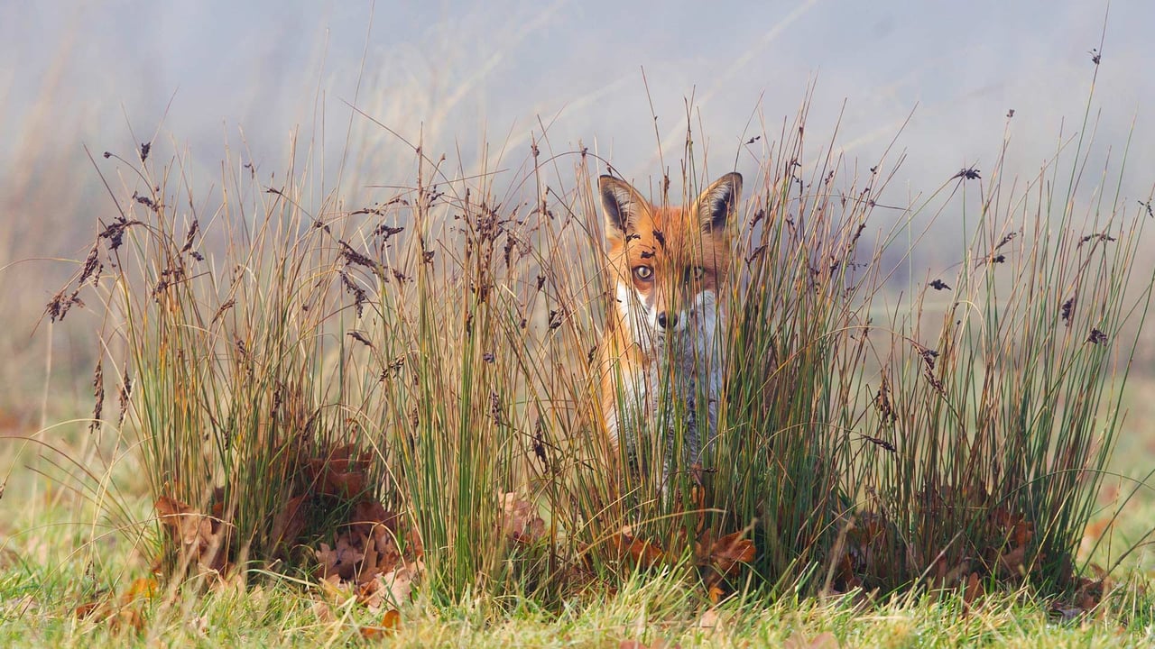 A red fox in the grass (© Frederic Desmette/Minden Pictures)