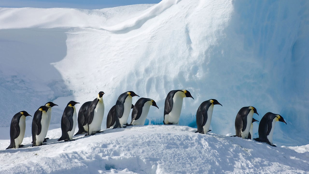 ｢コウテイペンギンの隊列｣南極, スノー・ヒル島 (© David Tipling Photo Library/Alamy)