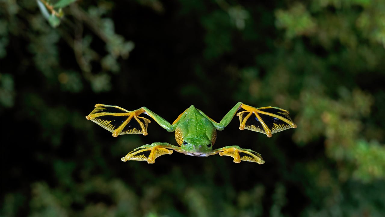 A Wallace's flying frog glides to the forest floor (© Stephen Dalton/Minden Pictures)