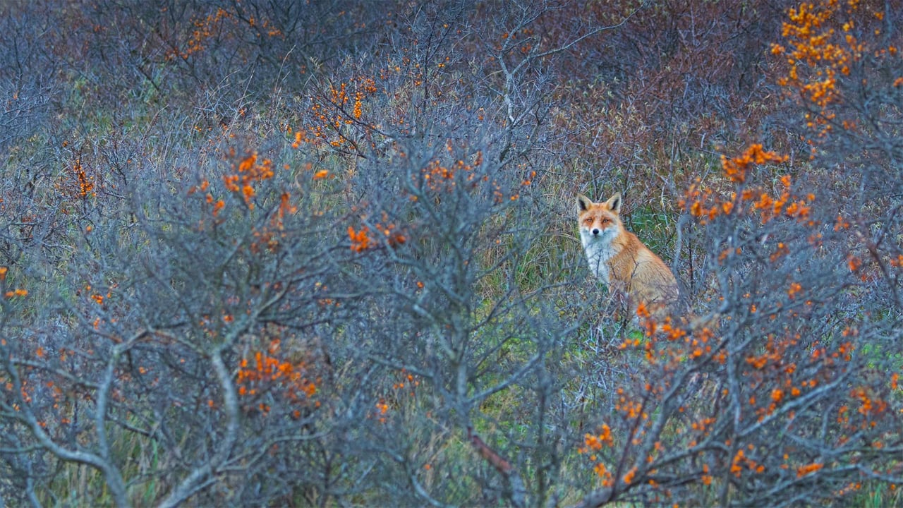 アムステルダムのウォーターライディングドゥイネン自然保護区, オランダ (© Edwin Giesbers/Minden Pictures)