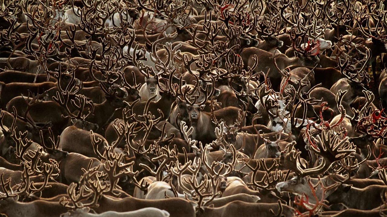 Caribou in Kobuk Valley National Park, Alaska (© Staffan Widstrand/Minden Pictures)