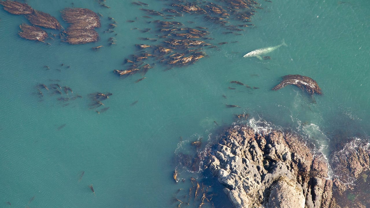 Aerial shot of grey whale (Eschrichtius robustus) at the surface among bull kelp in Vancouver (© Bertie Gregory/Minden Pictures)