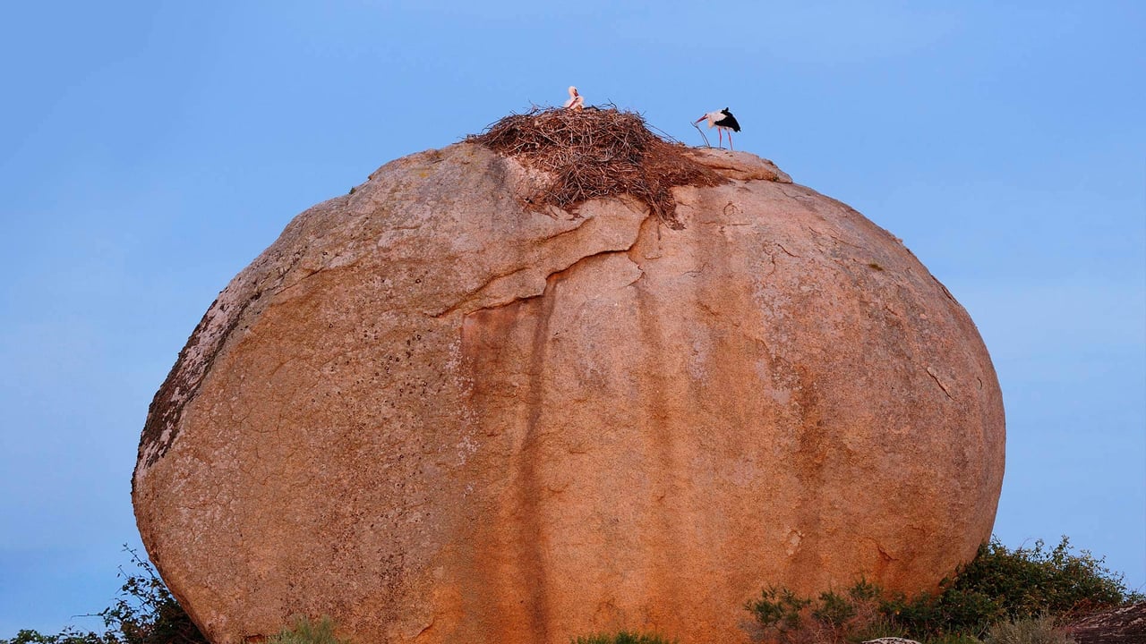 White storks at Los Barruecos Natural Monument, Caceres, Spain (© Wild Wonders of Europe/Widstrand/Minden Pictures)