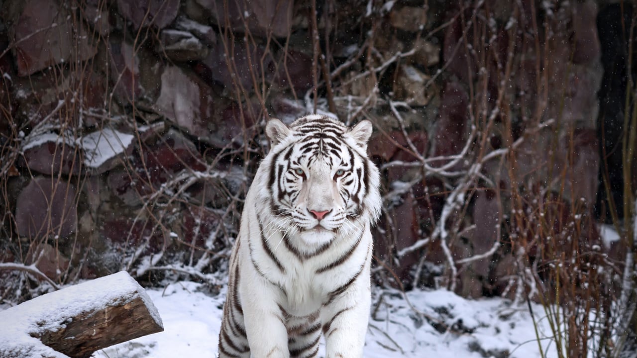 A white tiger at the Moscow Zoo, Russia (© andamanec/Shutterstock)
