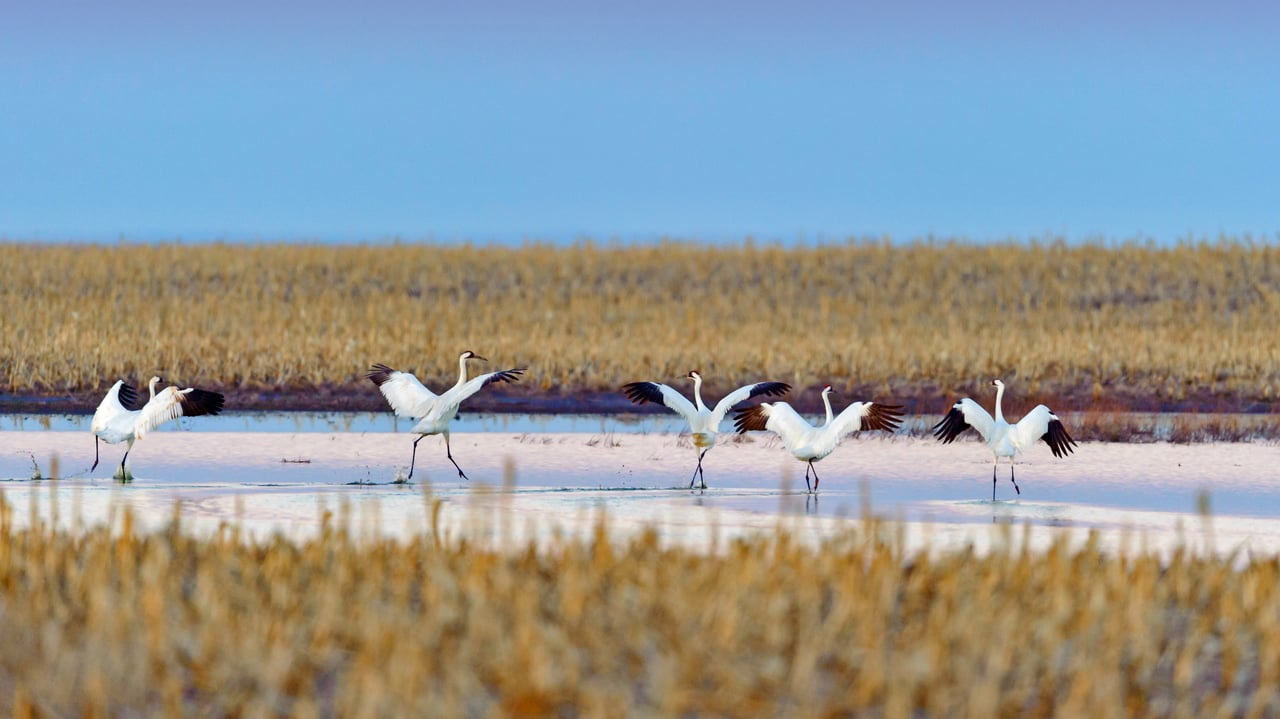 Whooping cranes taking off during spring migration in South Dakota (© Gerrit Vyn/Minden Pictures)