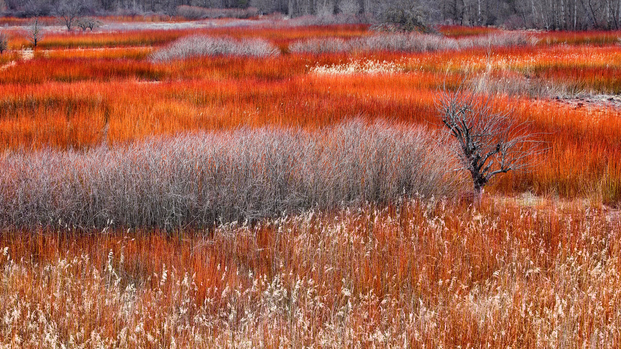 Wicker fields in Cañamares, Spain (© David Santiago Garcia/Alamy)