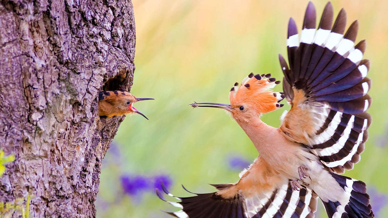 Hoopoe, Middle Elbe Biosphere Reserve, Germany (© Slawek Staszczuk/Alamy)