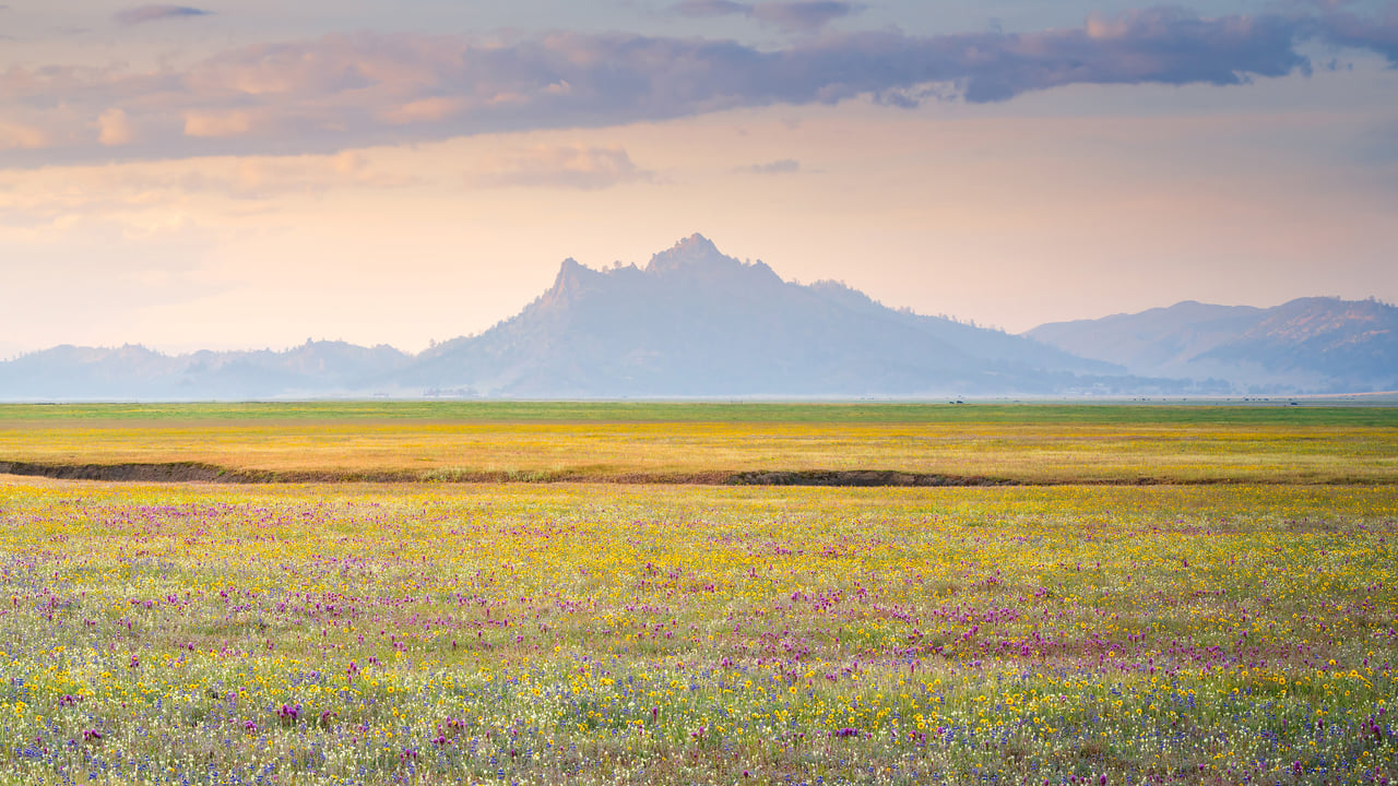 Wildflower bloom, Central Valley, California, United States (© Jeff Lewis/Tandem Stills + Motion)
