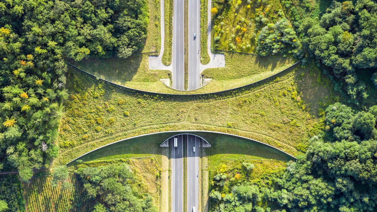 Aerial view of a wildlife crossing near Zakrzów, Poland (© bbsferrari/Getty Images)