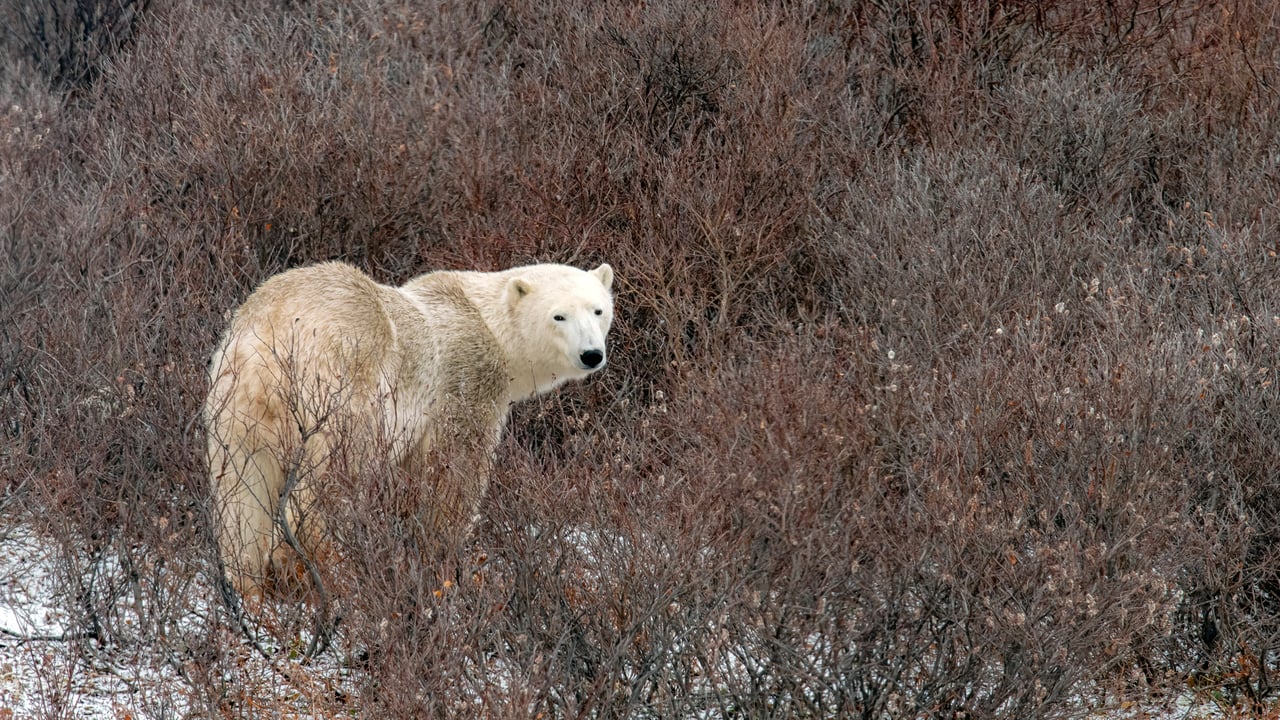 Ours polaire à Churchill, Manitoba, Canada (© karen crewe/Getty Images)