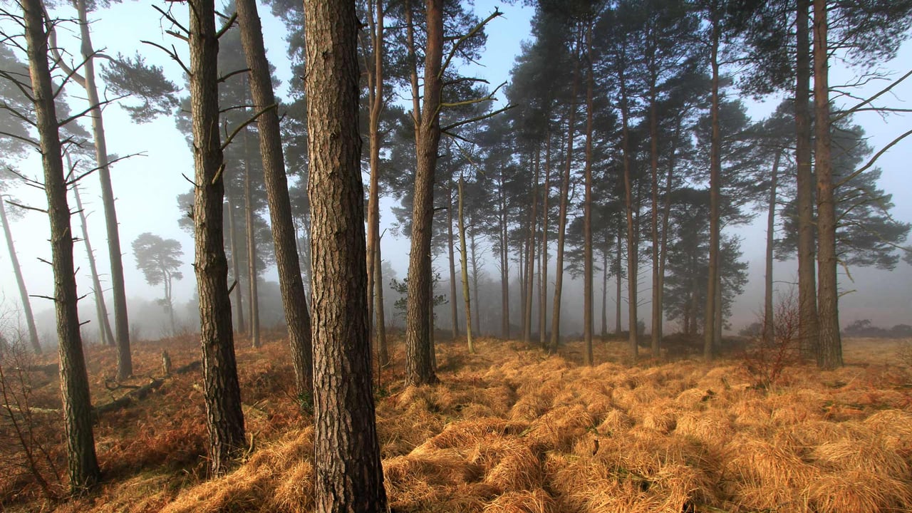 Ashdown Forest Landscape, East Sussex, UK (© Chris Mole/Alamy Stock Photo)