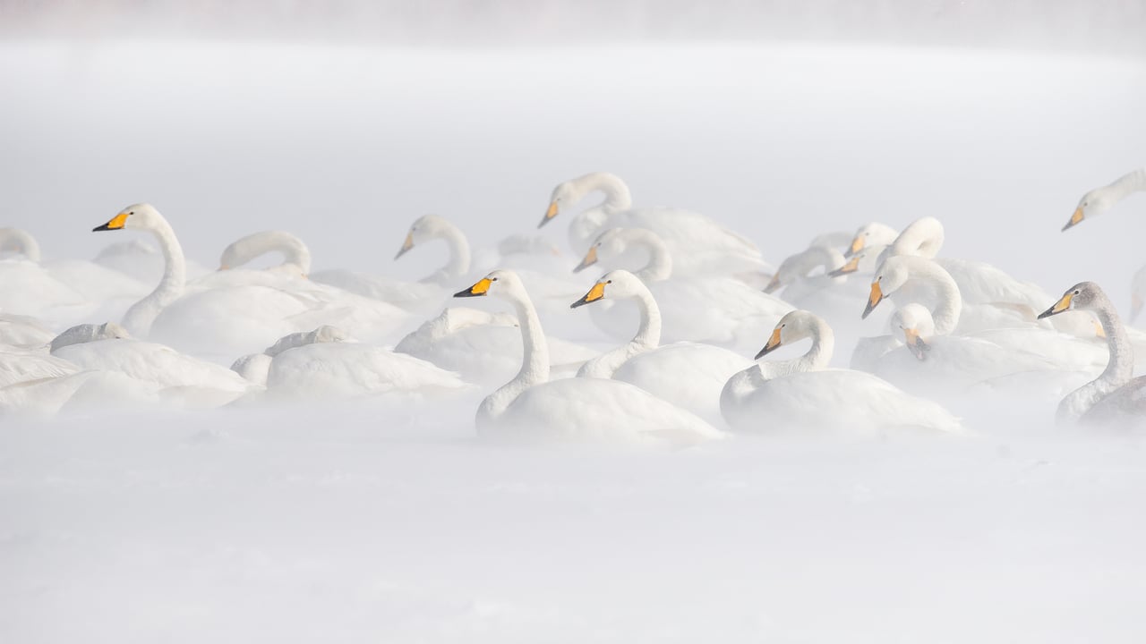 屈斜路湖のオオハクチョウ, 北海道 (© Jan Vermeer/Minden)
