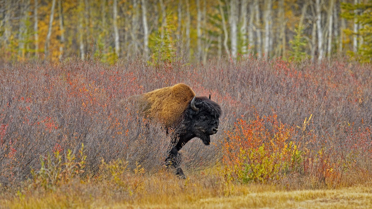 A wood bison near Behchoko, in the Northwest Territories, Canada (© Don Johnston/agefotostock)