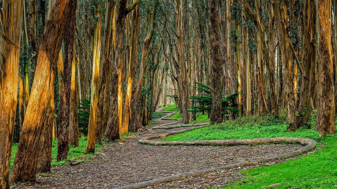 Andy Goldsworthy's 'Wood Line' installation near Lovers' Lane in the Presidio of San Francisco, California (© Chris LaBasco/Alamy)
