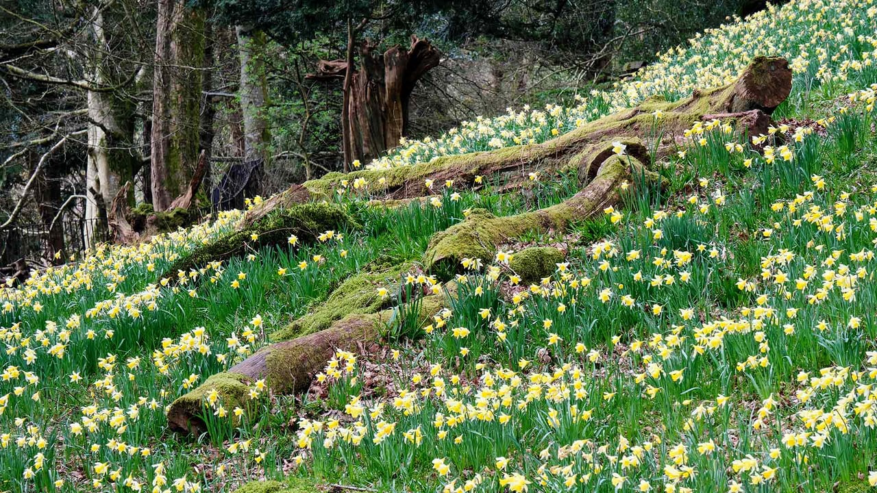 Daffodils in Dora’s Field, Rydal, Lake District (© Simon Whaley Landscapes/Alamy Stock Photo)
