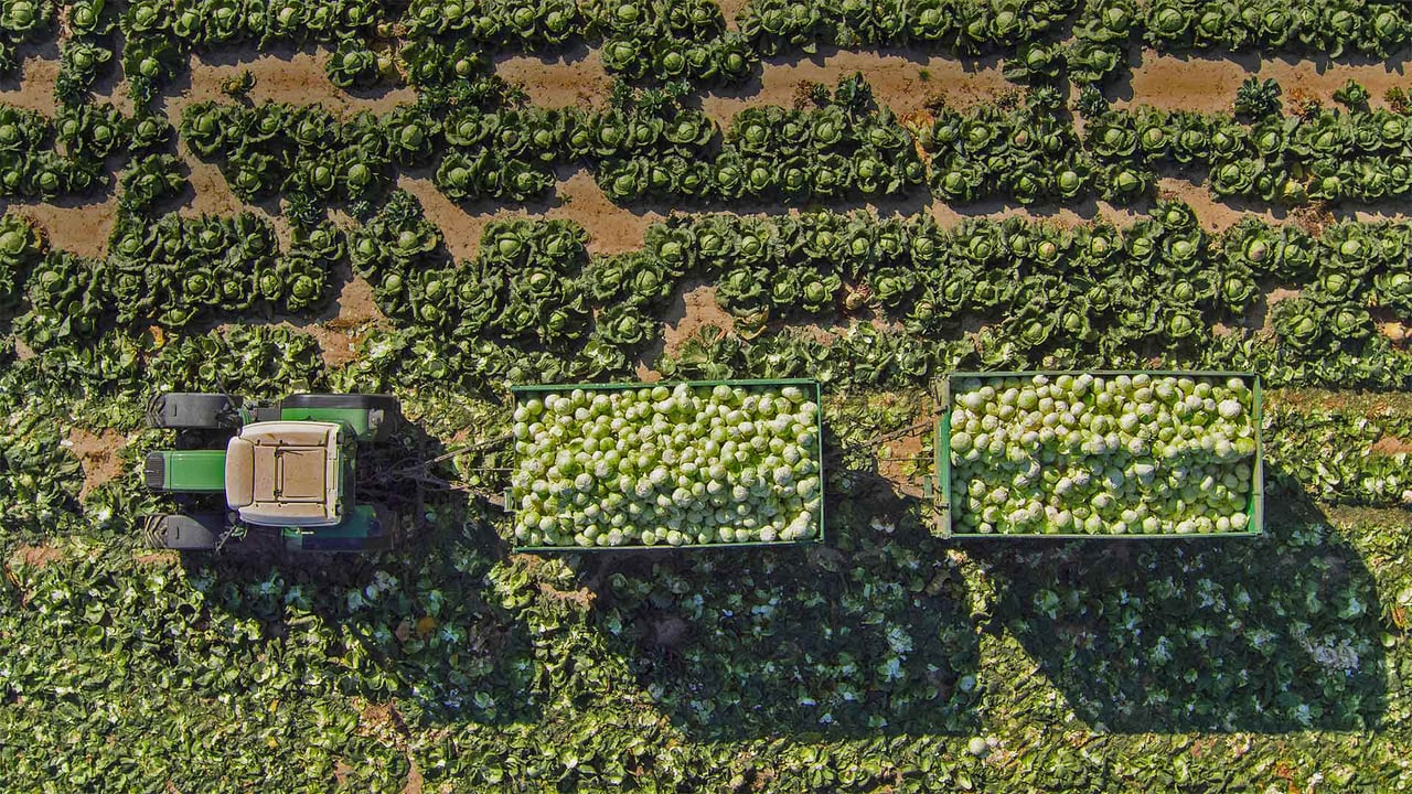 View of a tractor and trailers of cabbage in a field in Sankt Pölten, Austria (© Stephan Zirwes/Getty Images)
