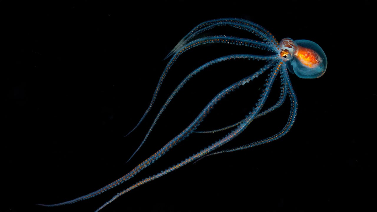 Octopus spotted during a night dive near Kona, Hawaii (© Jeff Milisen/Alamy)