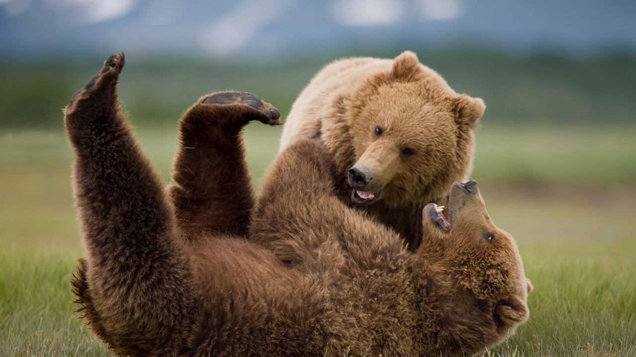 Raufende Grizzlybären, Katmai-Nationalpark, Alaska, USA (© Cavan Images/Adobe Stock)