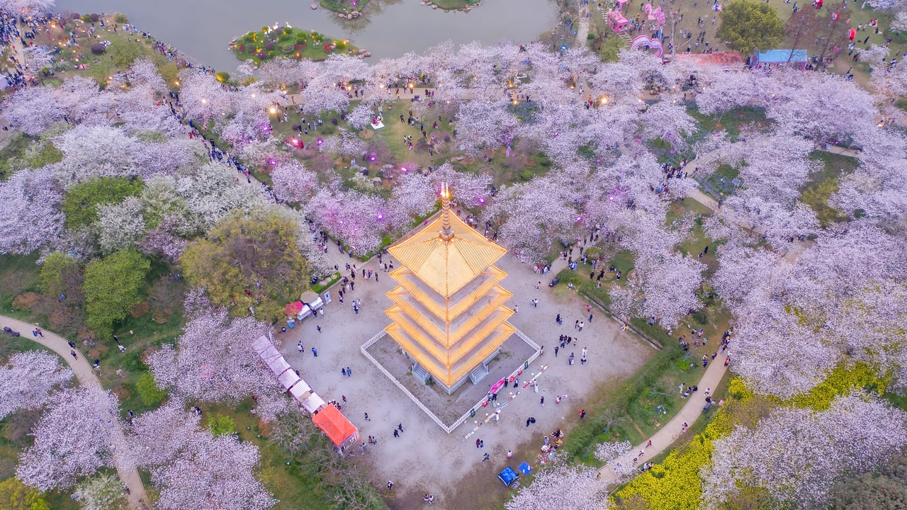 Cerisiers en fleurs au jardin des cerisiers du Lac de l’Est, Wuhan, Chine (© Zhang Qiao/VCG/Getty Images)