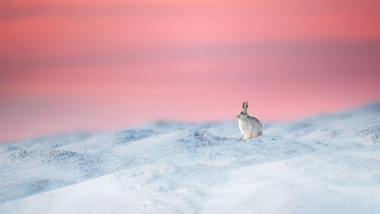 Mountain hare in Derbyshire, England (© Ben Hall/Minden Pictures)