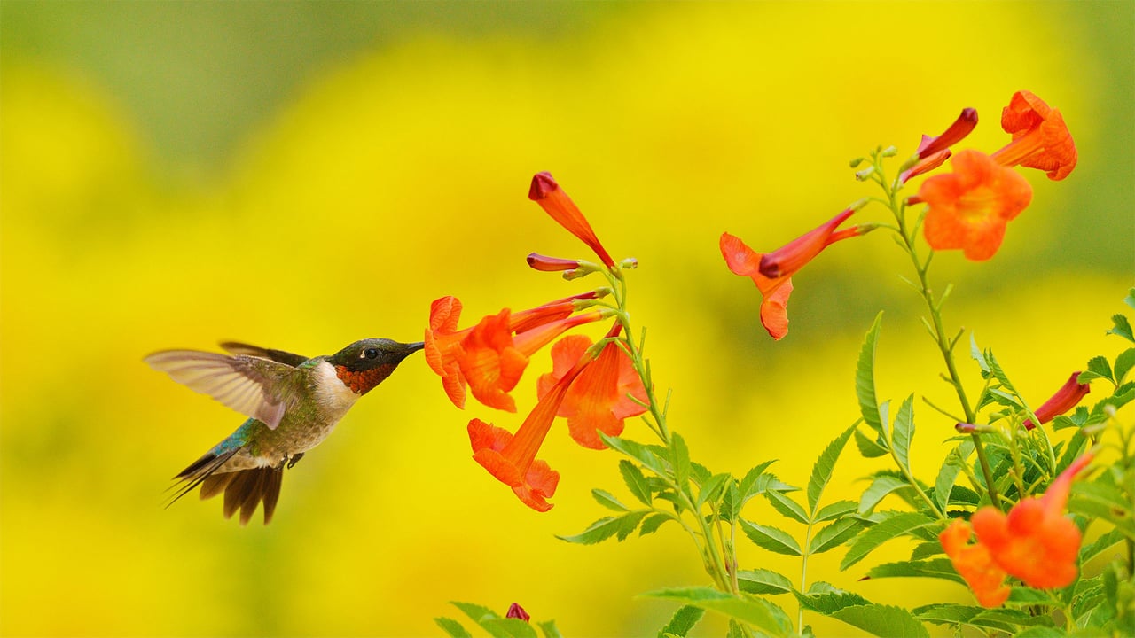 Ruby-throated hummingbird feeding on yellow bells in the Texas Hill Country (© Rolf Nussbaumer/Danita Delimont)