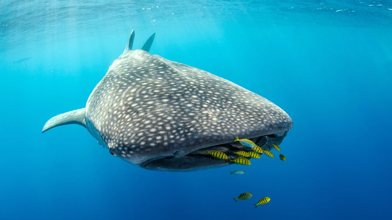 Whale shark and golden trevally, Cenderawasih Bay, West Papua, Indonesia (© Pete Oxford/Nature Picture Library)