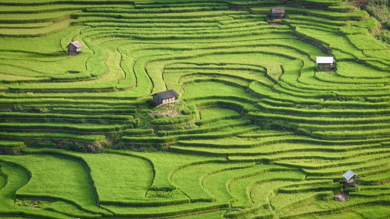 Rice terraces of Mù Cang Chải, Yên Bái province, Vietnam (© Kiatanan Sugsompian/Getty Images)