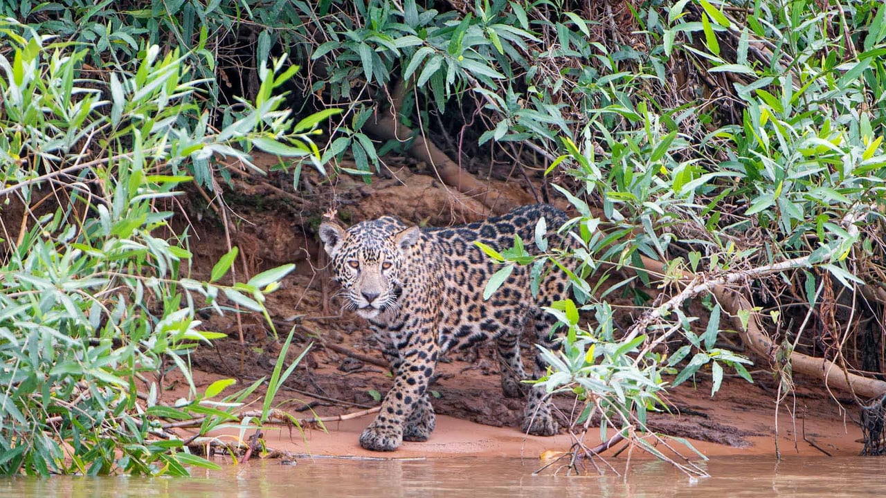 A young jaguar on a riverbank, Pantanal, Brazil (© Tambako the Jaguar/Getty Images)