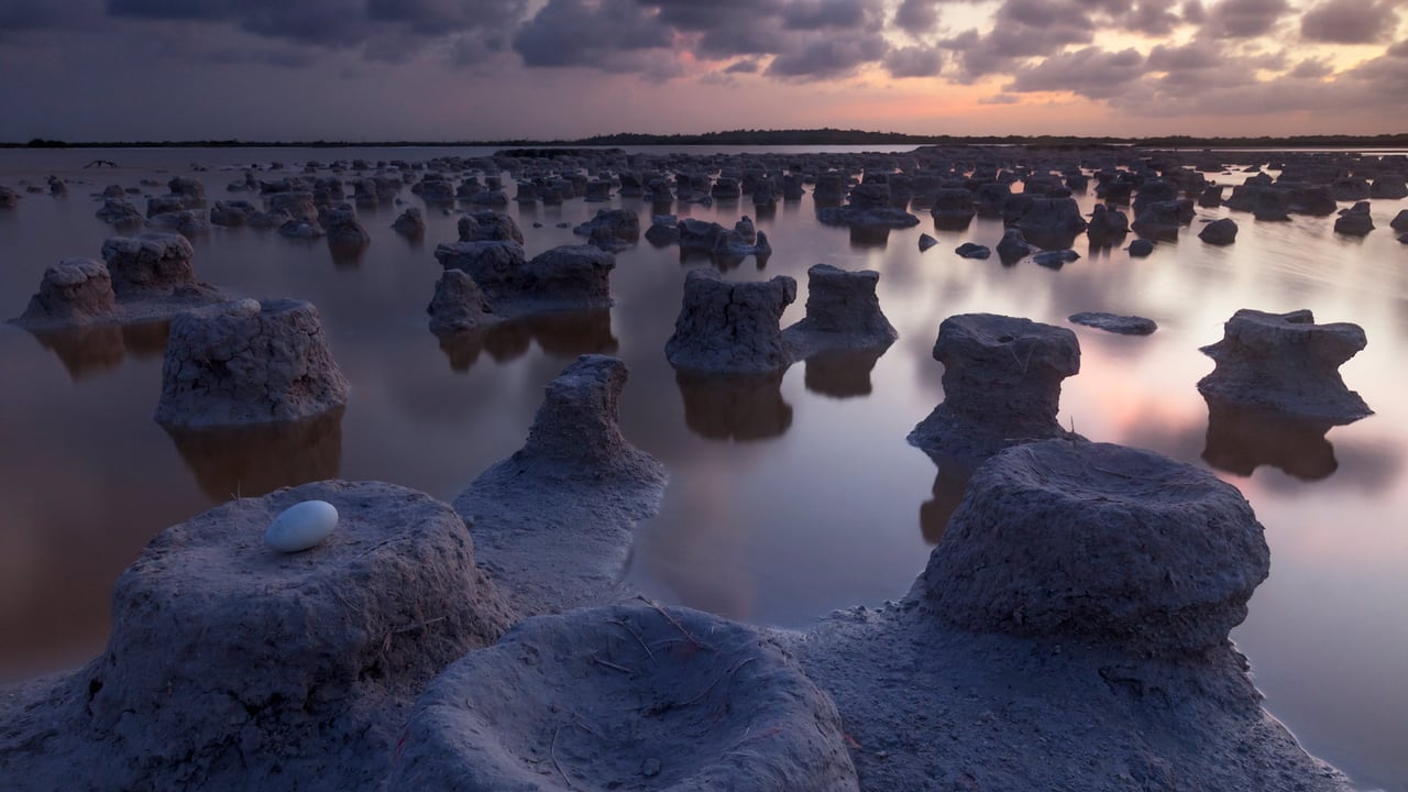 Caribbean flamingo nests, Ría Lagartos Biosphere Reserve, Yucatán, Mexico (© Claudio Contreras/Minden Pictures)