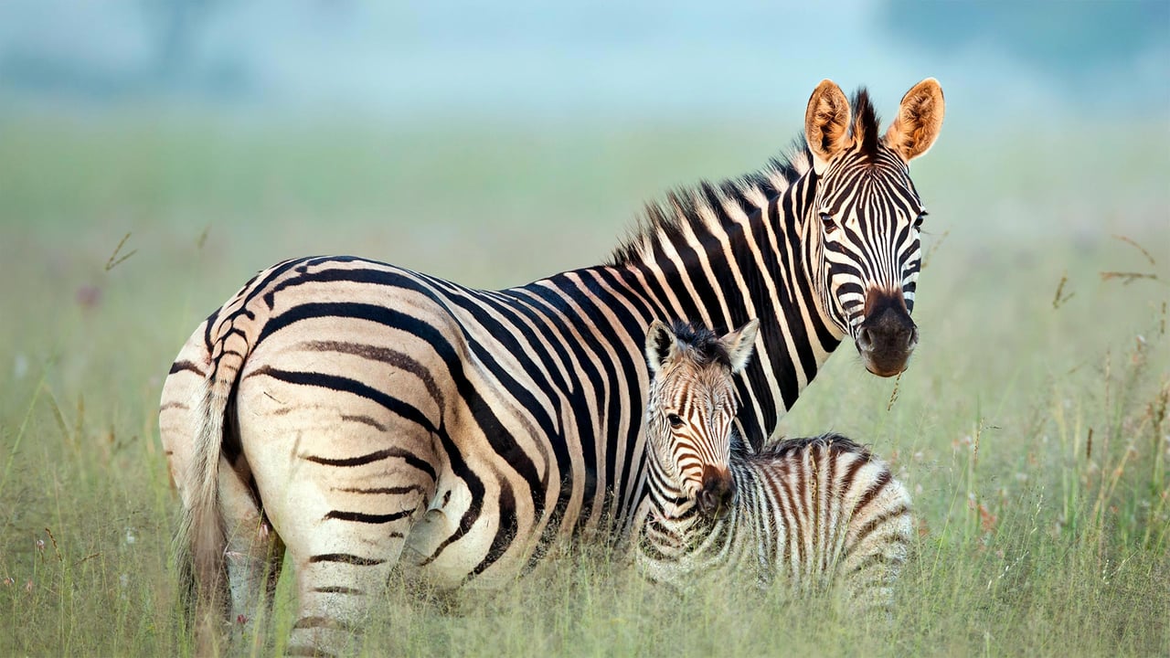 Burchell's zebra mother and foal in Rietvlei Nature Reserve, South Africa (© Richard Du Toit/Minden Pictures)