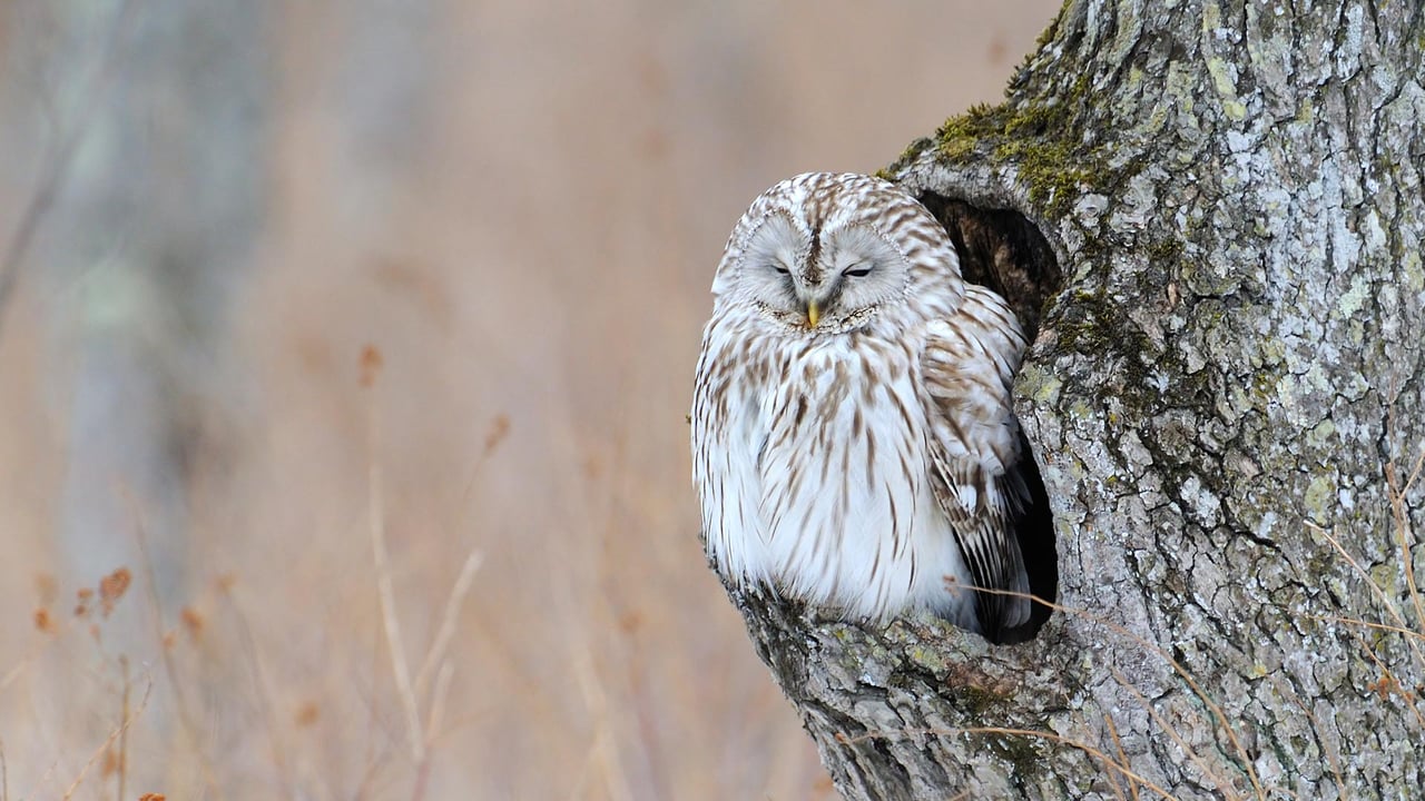 ｢エゾフクロウ｣北海道 (© Philip Friskorn/Minden Pictures)