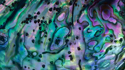 Bing wallpaper October 10, 2021. Rainbow abalone shell, New Zealand (© Lynda Harper/Minden Pictures)