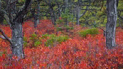 Bing wallpaper October 13, 2019. Highbush blueberry plants in Acadia National Park, Maine (© Danita Delimont/Gallo Images/Getty Images Plus)