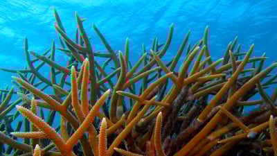 Bing wallpaper July 21, 2025. Staghorn coral off the island of Bonaire, Caribbean Netherlands (© blue-sea.cz/Shutterstock)