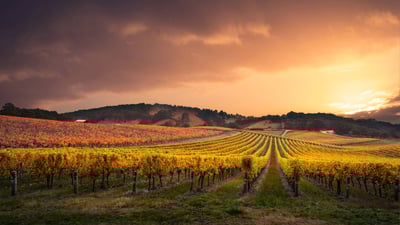 Bing wallpaper May 8, 2020. Vineyard in the Adelaide Hills, Australia (© Ben Goode/iStock/Getty Images Plus)