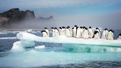 Bing wallpaper October 3, 2019. Adélie penguins at Possession Island, Antarctica (© Tui De Roy/Minden Pictures)