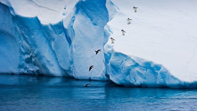Bing wallpaper April 25, 2021. Adélie penguins diving off an iceberg in Antarctica (© Mike Hill/Getty Images)